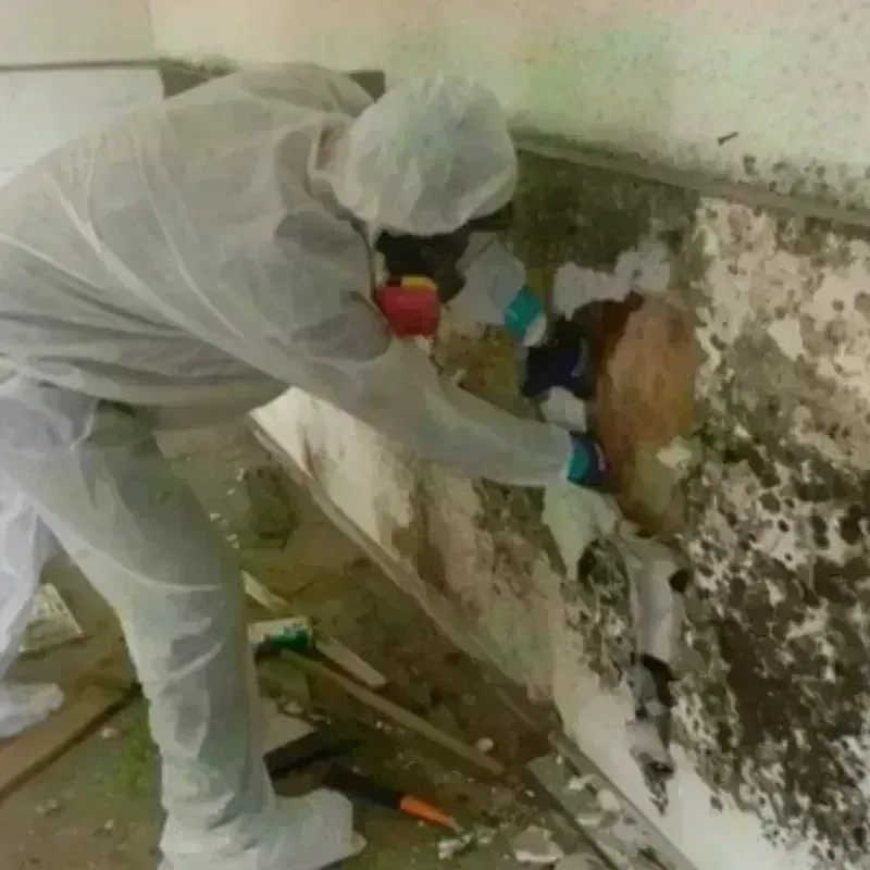 Mold Remediation and Removal in Sunrise Manor, NV